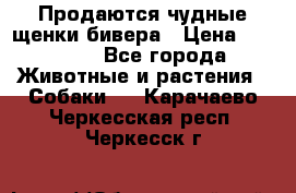 Продаются чудные щенки бивера › Цена ­ 25 000 - Все города Животные и растения » Собаки   . Карачаево-Черкесская респ.,Черкесск г.